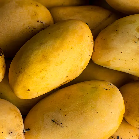 producción mango manila