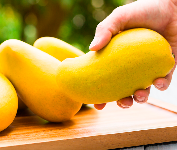 temporada de mango manila