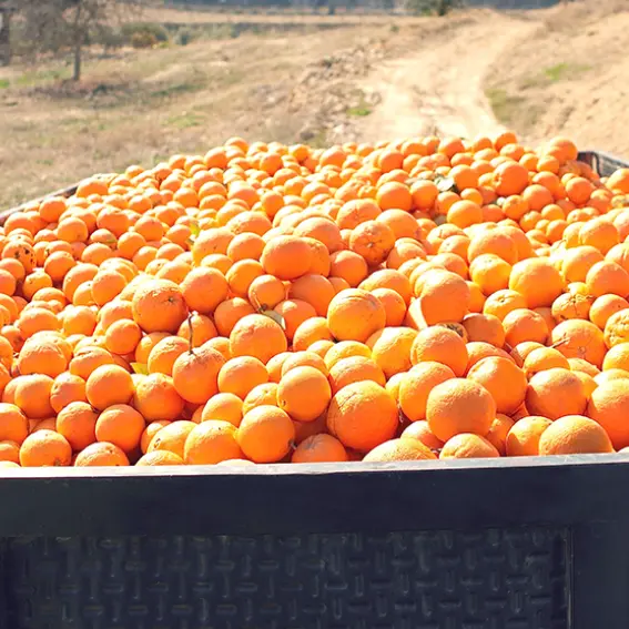 valencia orange, production 