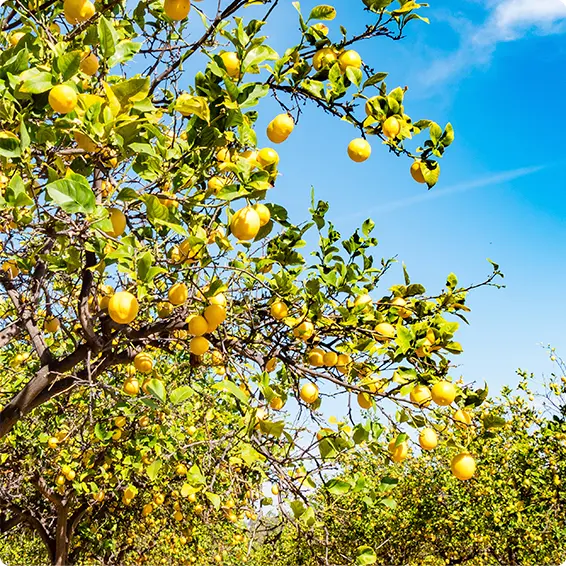 Lemon - Tree