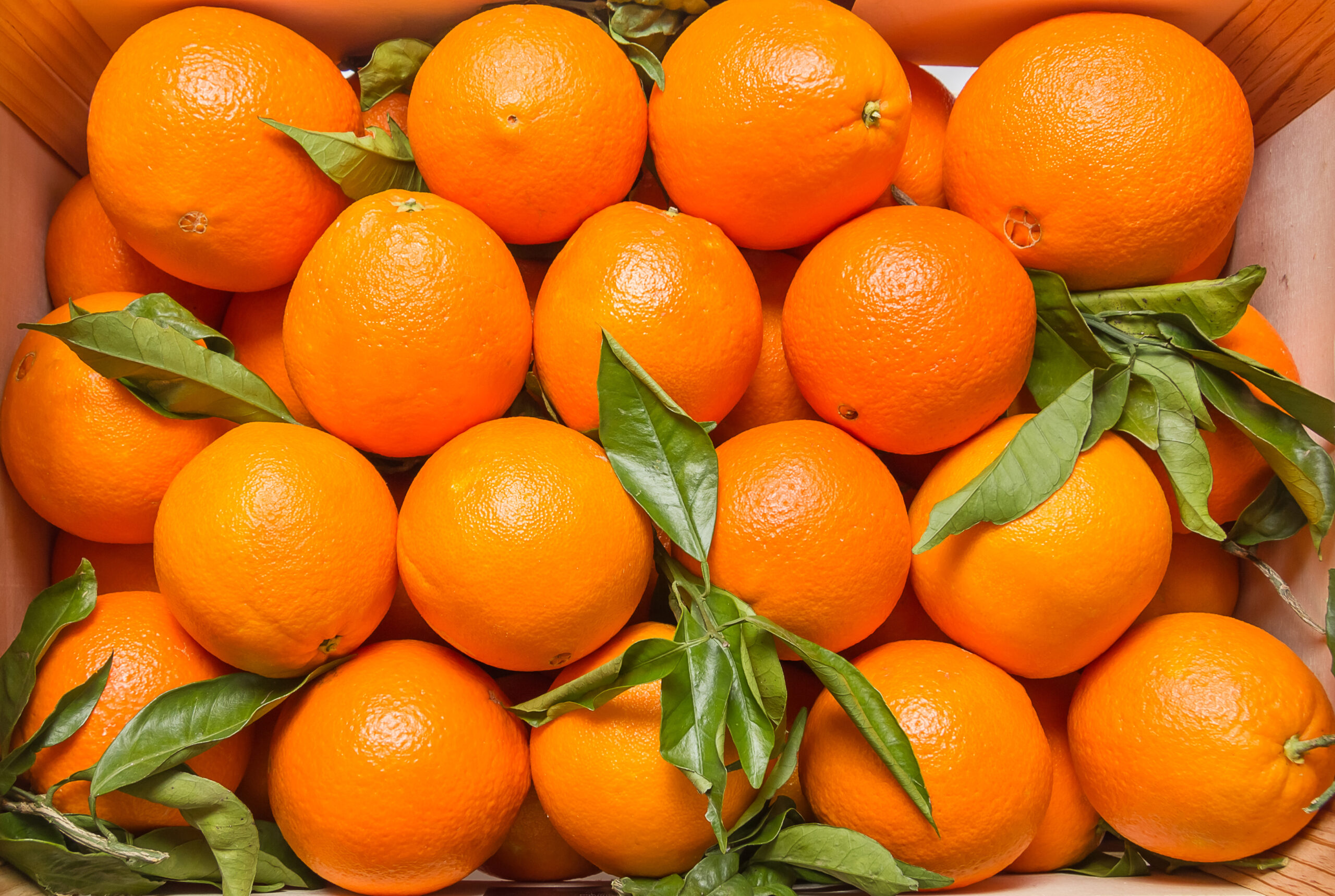 Conoce a la naranja de oro: La naranja Valencia